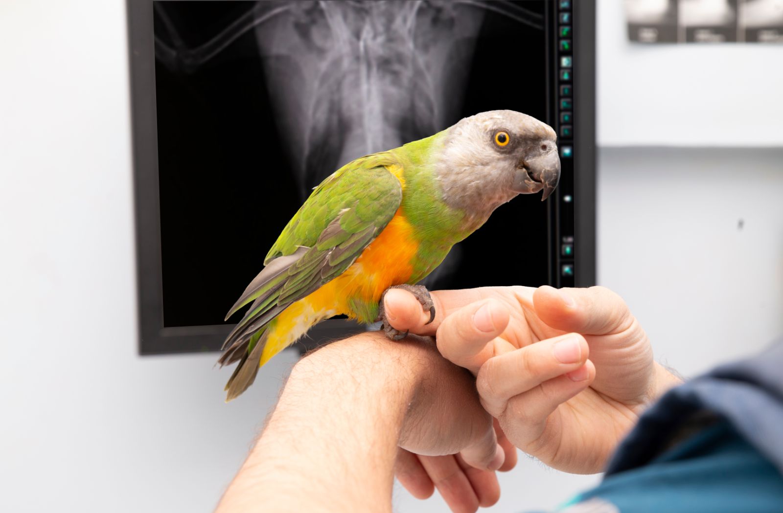 Benefits of Upgraded Veterinary Imaging Equipment