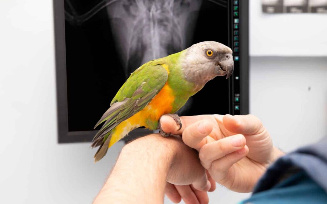 Benefits of Upgraded Veterinary Radiology Equipment