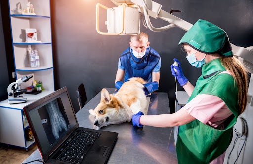 Veterinarian Team Examining Dog in X-ray Room Veterinarian team examining dog in x-ray room